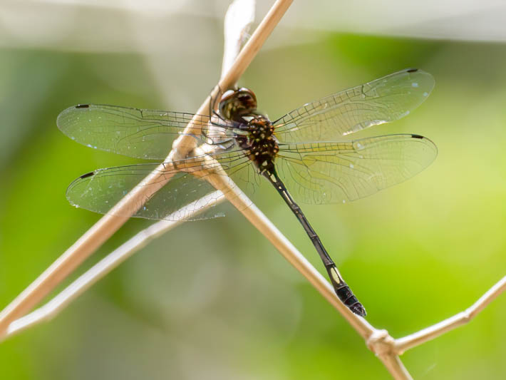 Brechmorhoga vivax (Vivacious Clubskimmer).jpg